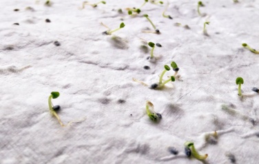 Logotrade promotional giveaway picture of: A5 wildflower seed paper sheet