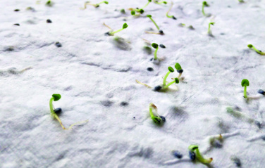 Logotrade promotional merchandise picture of: Wildflower seed business card.